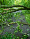 Storm causes multiple road closures due to downed trees in stafford county