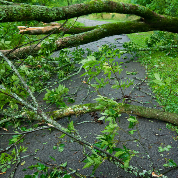Storm causes multiple road closures due to downed trees in stafford county - photo licensed by shore news network.
