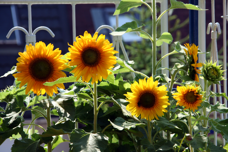 New Jersey Sunflower Trail and Festival