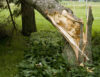 North castle police warn of post storm road closures, downed trees