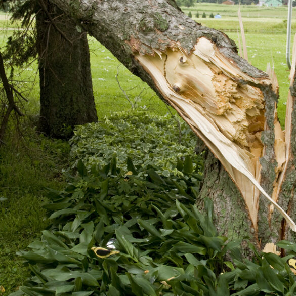 North castle police warn of post storm road closures, downed trees - photo licensed by shore news network.