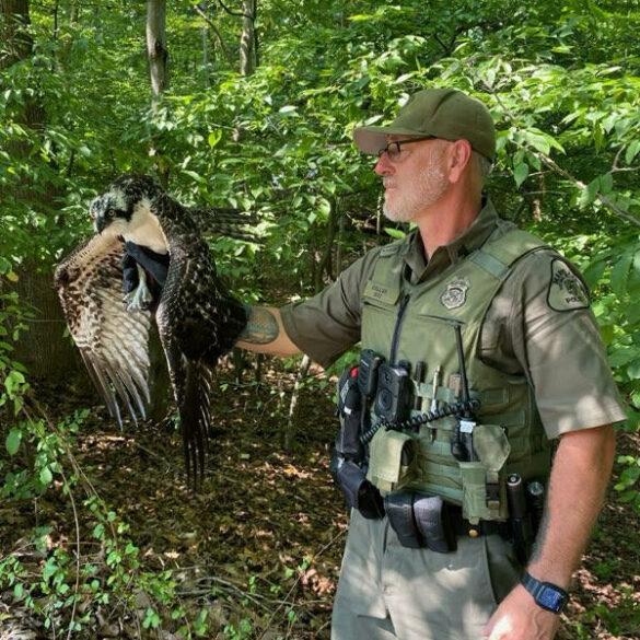 Injured osprey rescued at thomas point park - photo licensed by shore news network.