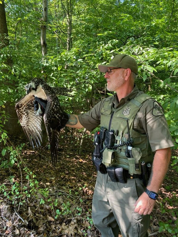 Injured Osprey Rescued at Thomas Point Park