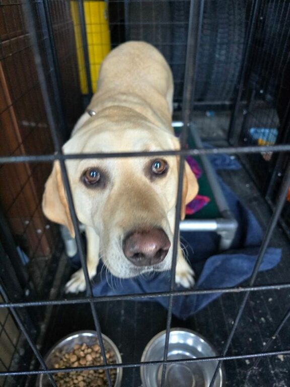 Wandering Yellow Lab Found in North Tonawanda