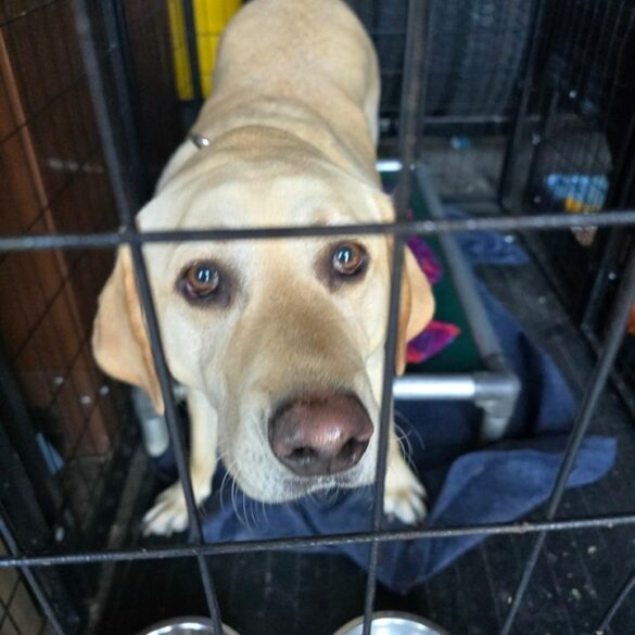 Wandering yellow lab found in north tonawanda - photo licensed by shore news network.