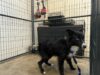 Two lost dogs found in utica, authorities seeking to reunite with owners
