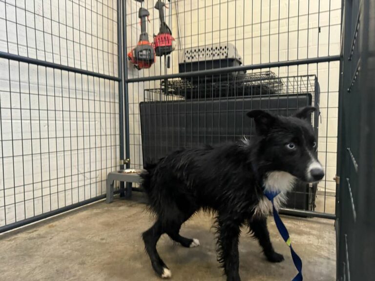 Two lost dogs found in utica, authorities seeking to reunite with owners - photo licensed by shore news network.