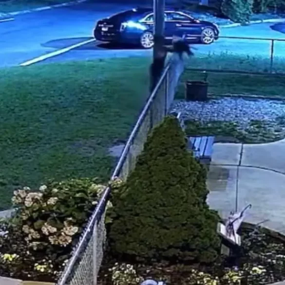 Atlantic city police arrest man who dumped dog over fence - photo licensed by shore news network.