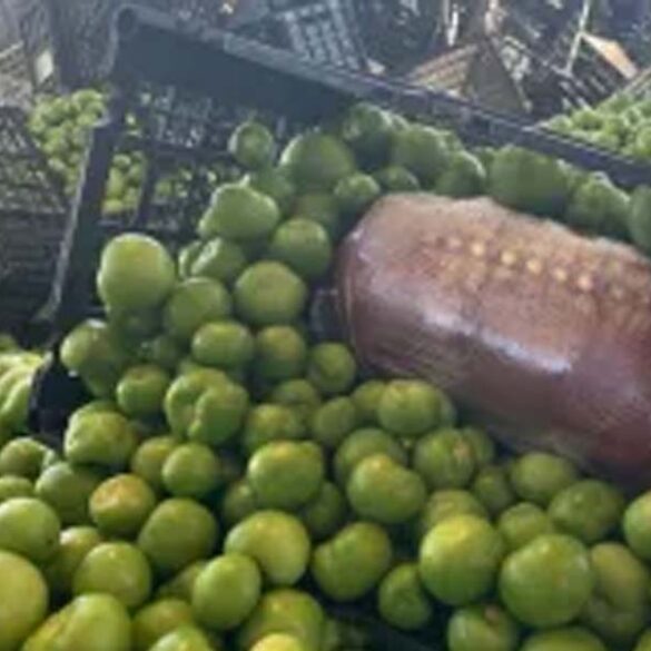 Cartel's 378 pound meth stash hidden in tomatillo shipment seized at u. S. Border - photo licensed by shore news network.