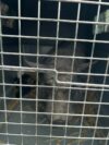 Pig found along ocean county trail