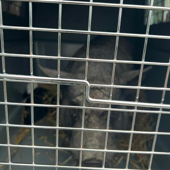 Pig found along ocean county trail - photo licensed by shore news network.