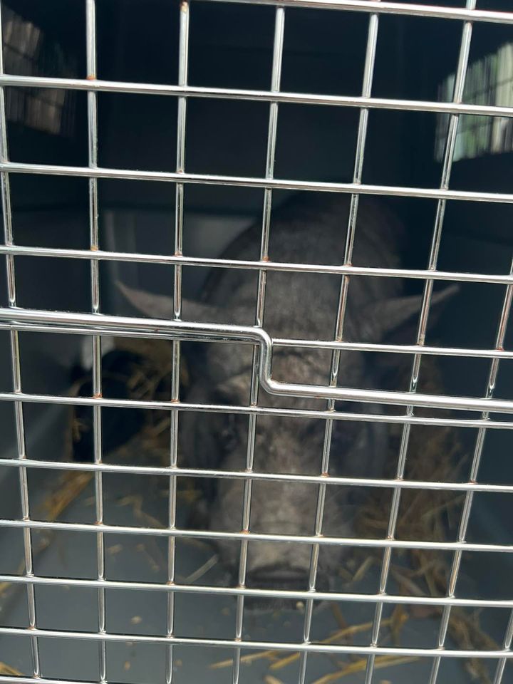 Pig Found Along Ocean County Trail