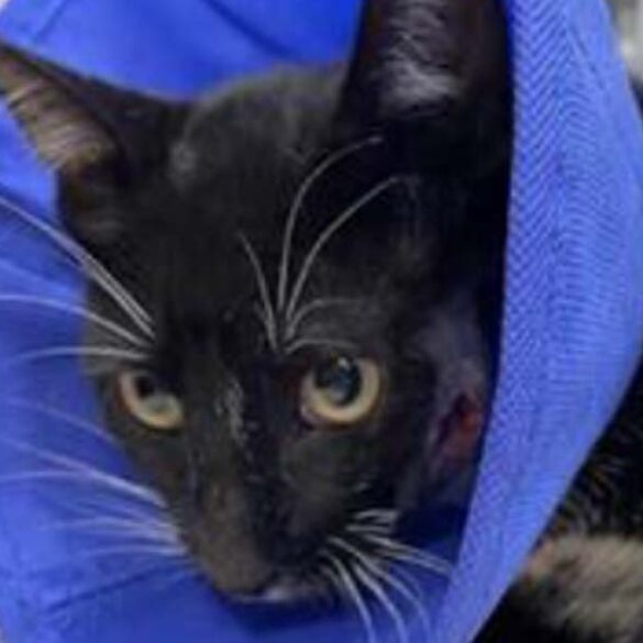 Cat survives arrow shot in pequea - photo licensed by shore news network.