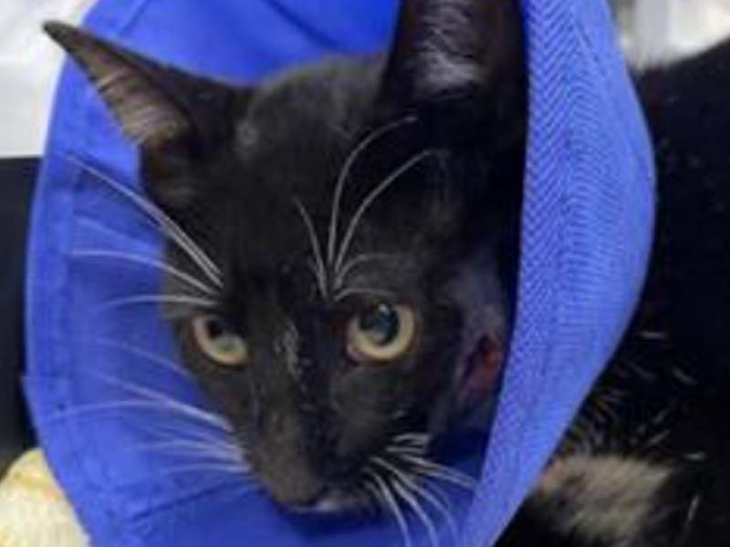 Cat Survives Arrow Shot in Pequea