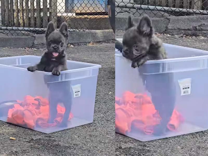 Police Seeking Puppy Stolen at Allentown Basketball Tournament