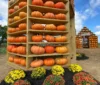 Happy day farm’s fall festival celebrates the season with pumpkin picking and themed mazes