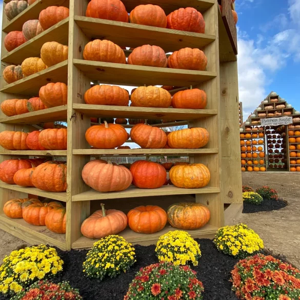 Happy day farm’s fall festival celebrates the season with pumpkin picking and themed mazes - photo licensed by shore news network.