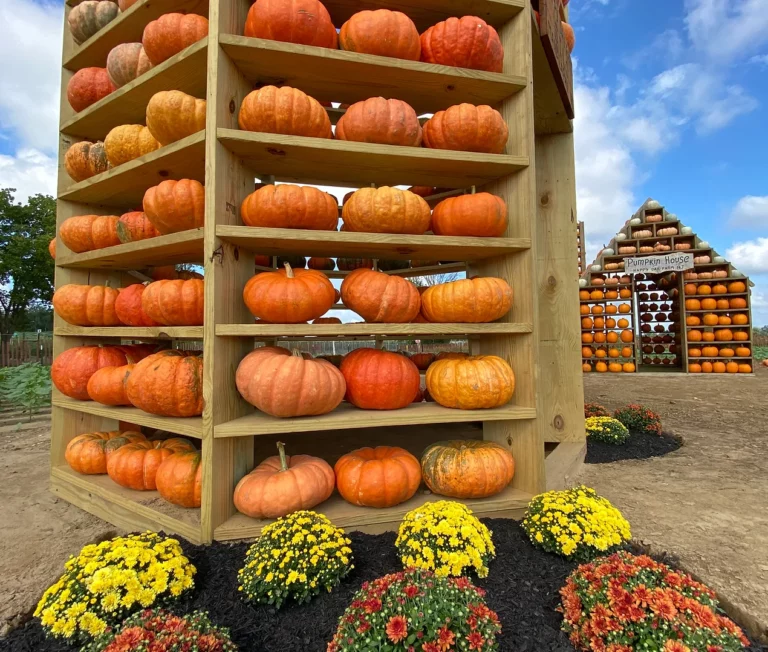 Happy day farm’s fall festival celebrates the season with pumpkin picking and themed mazes - photo licensed by shore news network.
