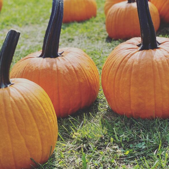 Fairfield farms & greenhouses fall fest brings seasonal fun and spooky trails - photo licensed by shore news network.