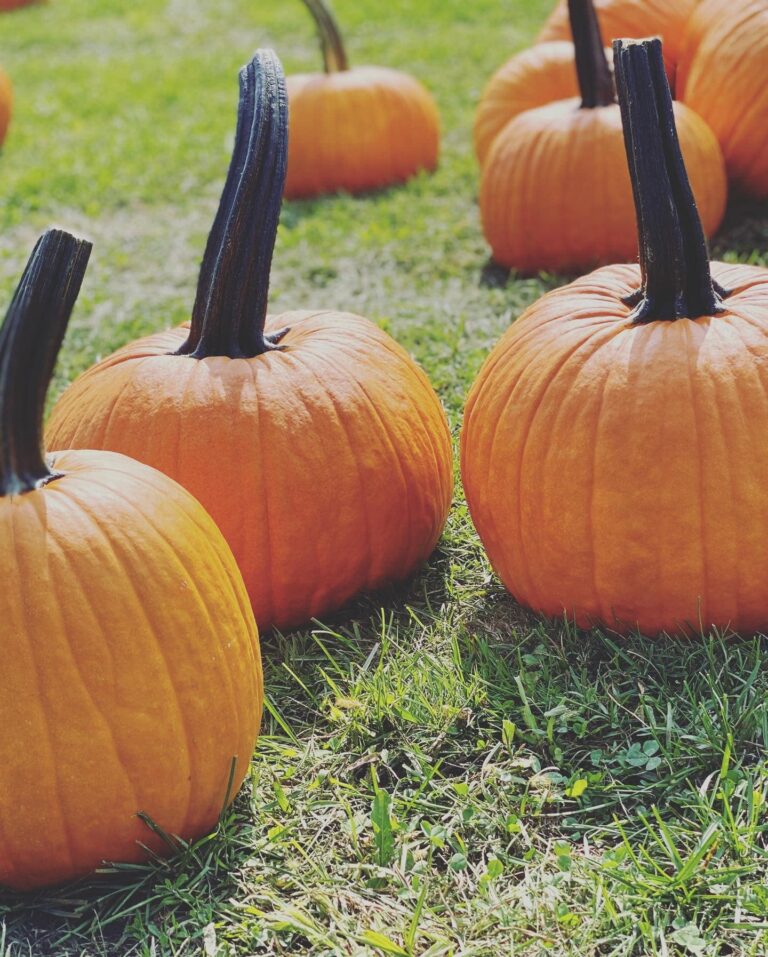 Fairfield farms & greenhouses fall fest brings seasonal fun and spooky trails - photo licensed by shore news network.