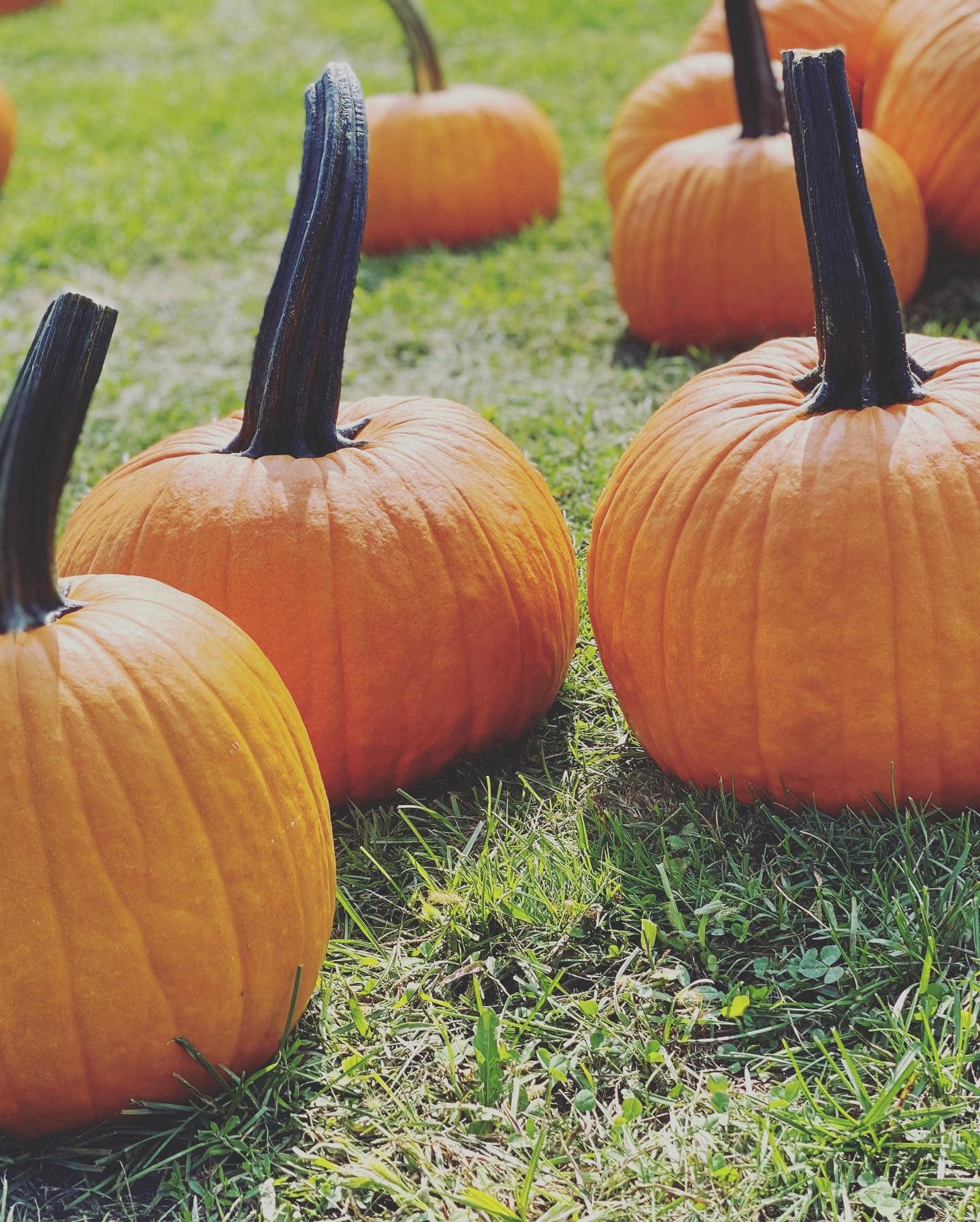 Fairfield Farms & Greenhouses Fall Fest Brings Seasonal Fun and Spooky Trails