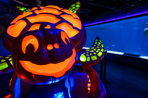 Fintastic Pumpkin Glow at Adventure Aquarium Lights Up the Fall Season