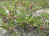 Island beach state park hosts annual beach plum festival