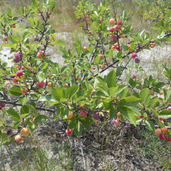 Island beach state park hosts annual beach plum festival - photo licensed by shore news network.