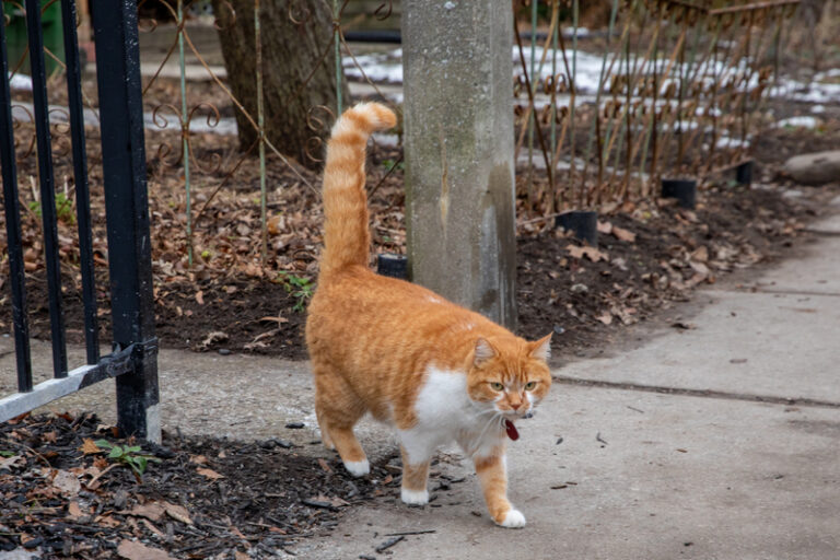 Ohio haitian group wants trump, vance arrested for cats and dogs narrative - photo licensed by shore news network.