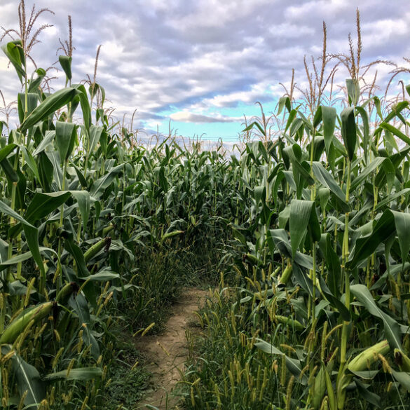 R & j farm corn maze and pumpkin patch offers family-friendly fun through november 3 - photo licensed by shore news network.