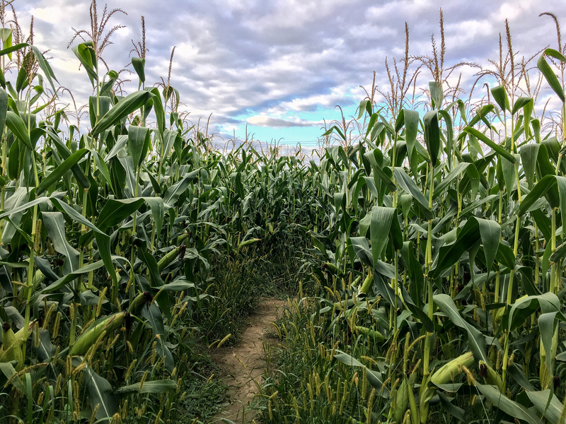R & J Farm Corn Maze and Pumpkin Patch Offers Family-Friendly Fun Through November 3