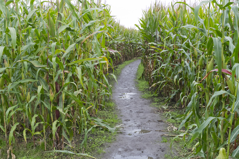 Howell Living History Farm Hosts Fall Fun with NJ’s Longest-Running Corn Maze