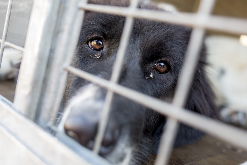High Profile Animal Cruelty Cases Giving Brick Township a Bad Reputation for Animal Welfare