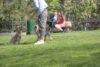 Bark in the park to host fun and fundraising for pets in mays landing