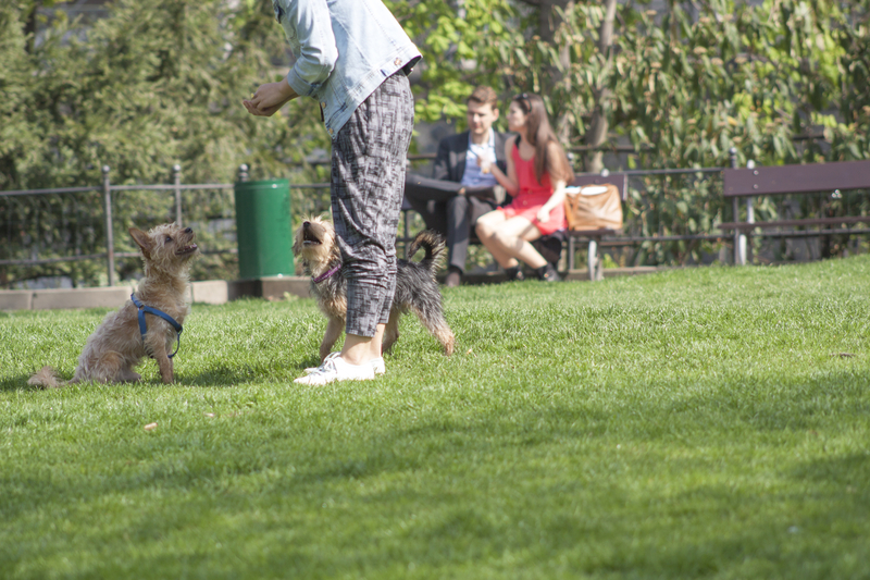 Bark in the Park to Host Fun and Fundraising for Pets in Mays Landing