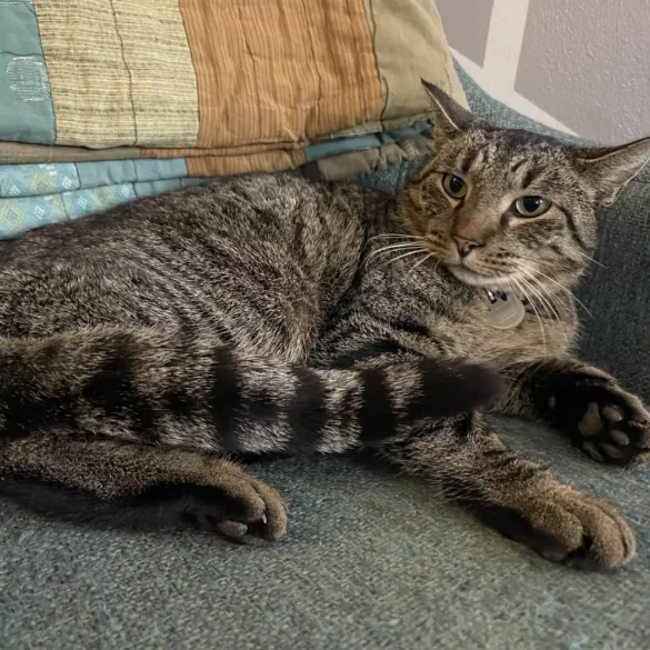 Drifter the cat safe with family after being trapped in storm drain for two months - photo licensed by shore news network.