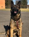 Frederick police department announces passing of k9 gino