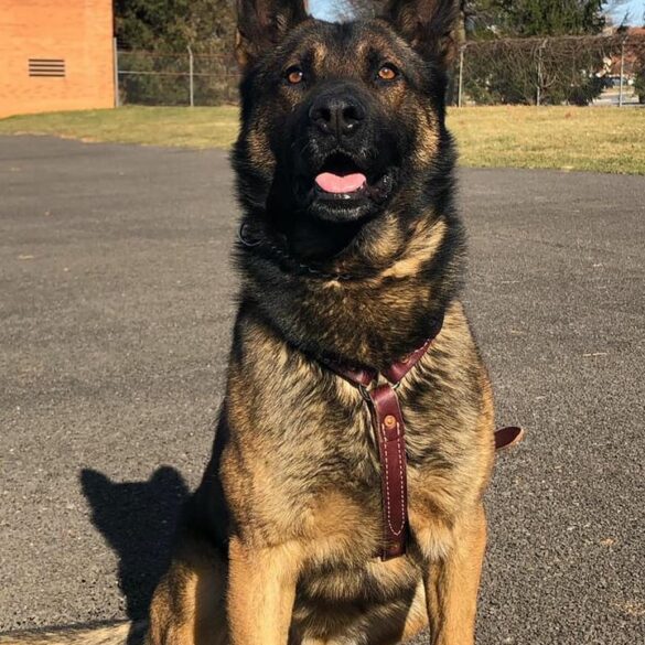 Frederick police department announces passing of k9 gino - photo licensed by shore news network.