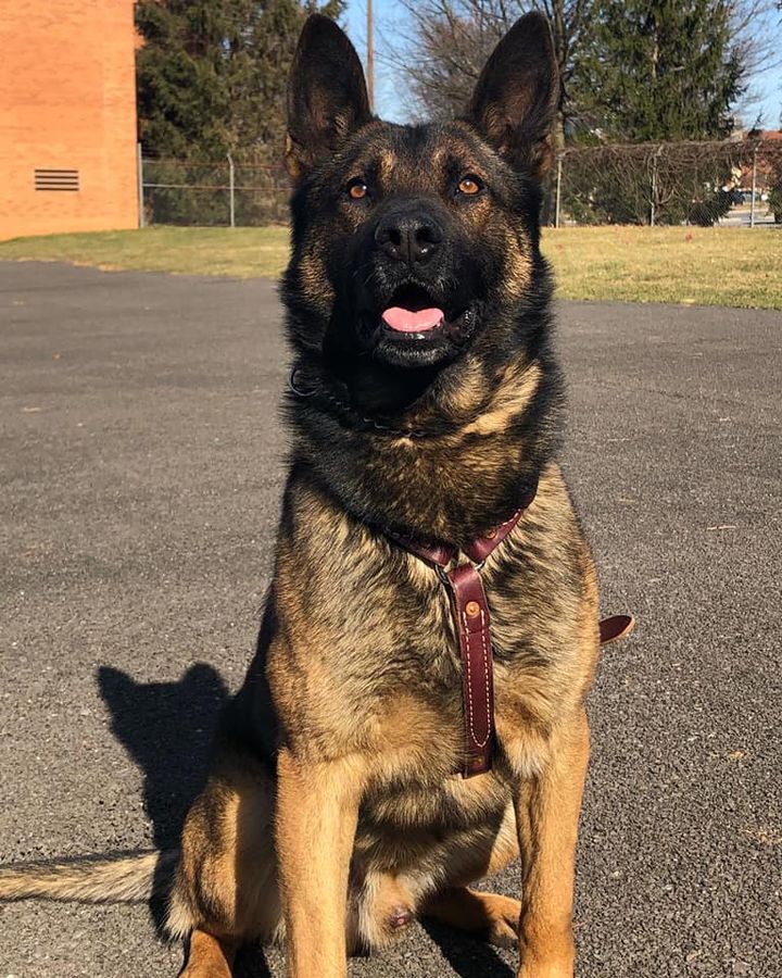 Frederick Police Department Announces Passing of K9 Gino