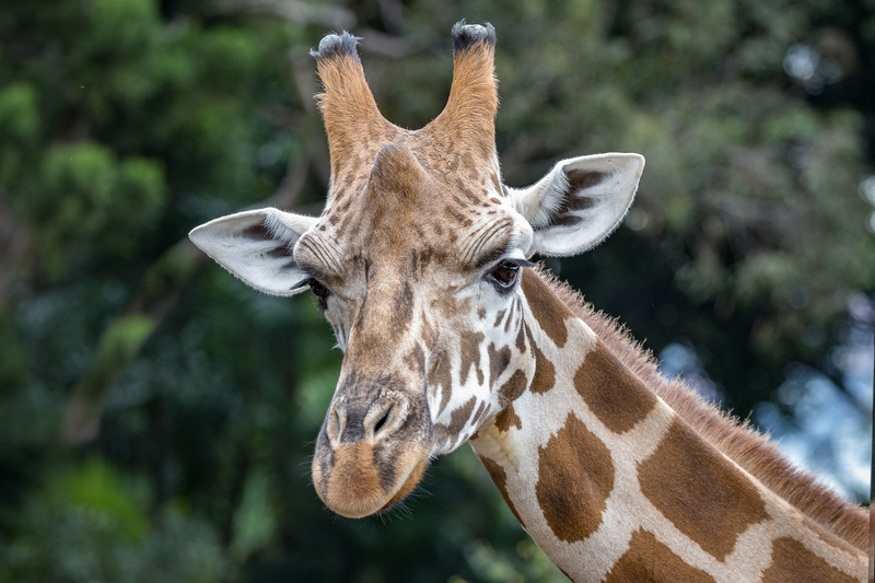 Former Columbus Zoo purchasing agent sentenced in fraud case
