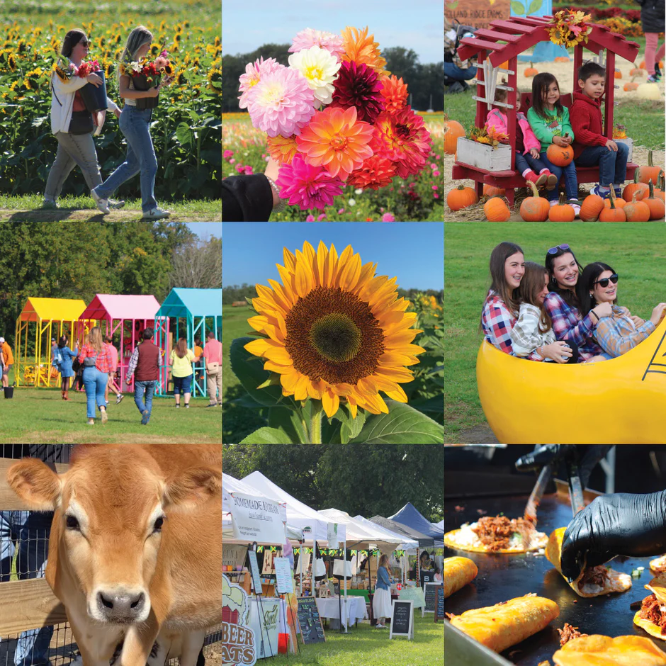 Holland Ridge Farms Fall Flower Festival in Full Bloom Until October 14