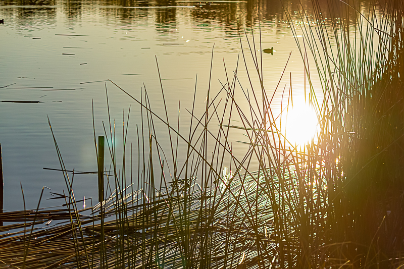 Police investigate drowning death of 4-year-old in Monroe Township Pond