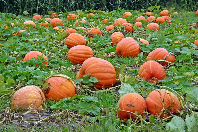 The Best Pumpkin Picking Patches in New Jersey