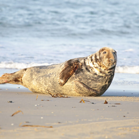 Marine mammal stranding center reports fifth busiest seal season - photo licensed by shore news network.