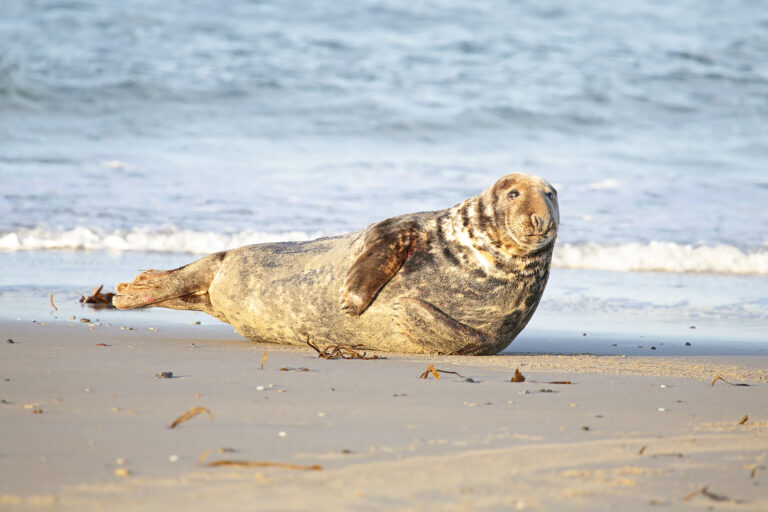Marine mammal stranding center reports fifth busiest seal season - photo licensed by shore news network.