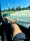Chesapeake police rescue bearded dragon found outside hotel