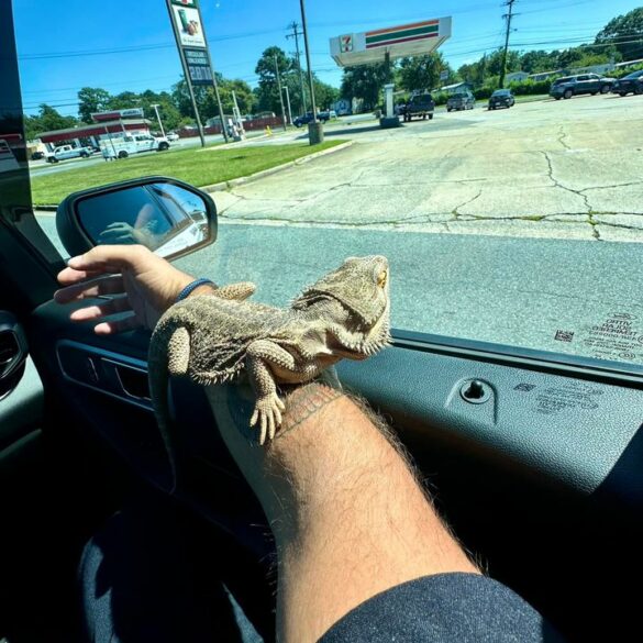 Chesapeake police rescue bearded dragon found outside hotel - photo licensed by shore news network.