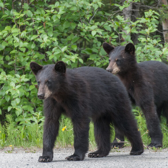 New jersey issues black bear warning as denning season approaches - photo licensed by shore news network.