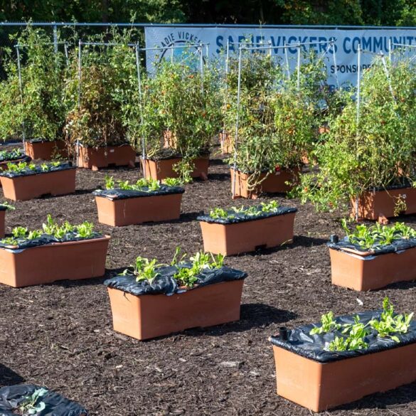 Community garden opens in south toms river to address food insecurity, improve health - photo licensed by shore news network.