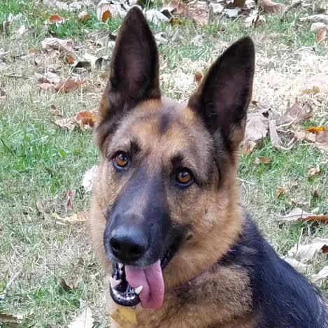 Virginia K9 Who Helped Police Find Missing People Passes Away